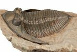 Beautiful Zlichovaspis Trilobite - Lghaft, Morocco #196634-2